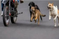 Condenan a un matrimonio a pagar casi 5 millones de pesos tras el ataque de sus perros a una motociclista